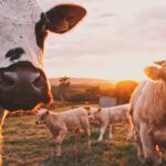 Spotting Market Trends Before the Herd Moves