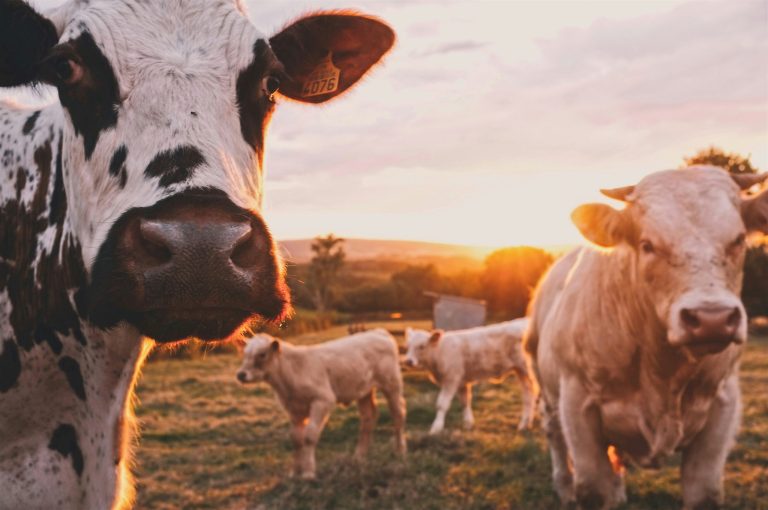 Spotting Market Trends Before the Herd Moves