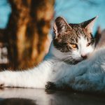 Pet-Friendly Vacation Ideas for Animal Lovers