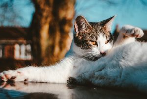 Pet-Friendly Vacation Ideas for Animal Lovers