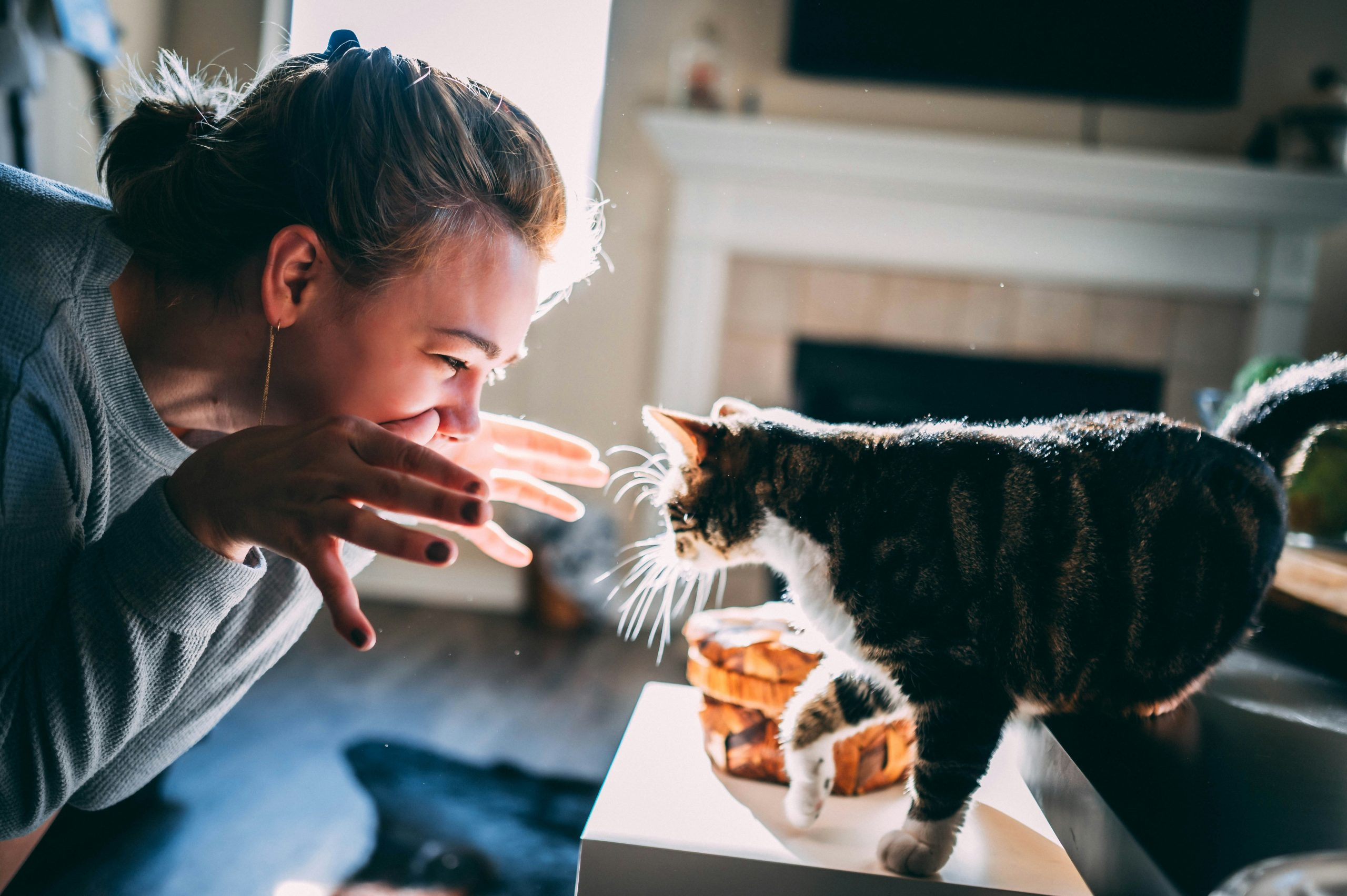 Pet Grooming Tips for Shedding Season
